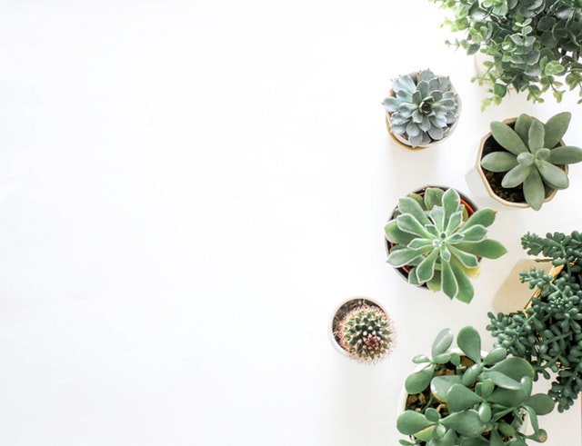 Elegant Office Plants Succulents